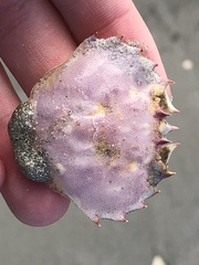 Ovalipes stephensoni