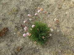 Armeria welwitschii