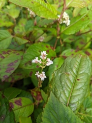Persicaria chinensis