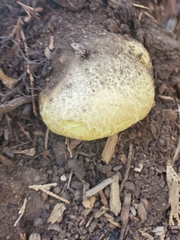 Buchwaldoboletus sphaerocephalus
