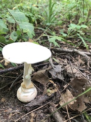 Amanita abrupta