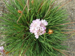 Armeria welwitschii