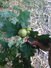 Andricus quercustozae