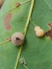 Philonix fulvicollis