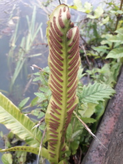Asplenium scolopendrium