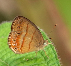 Mycalesis fusca