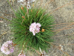 Armeria welwitschii