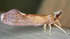Apache degeeri