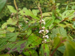 Persicaria chinensis