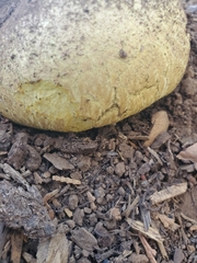 Buchwaldoboletus sphaerocephalus