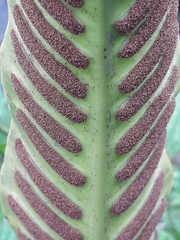 Asplenium scolopendrium