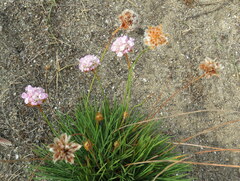 Armeria welwitschii