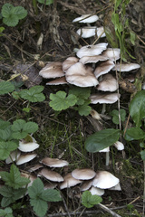 Agaricineae
