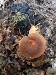 Hygrophoropsis rufa