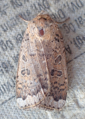 Abagrotis alternata