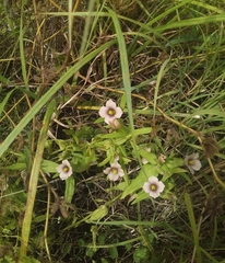 Schultesia guianensis