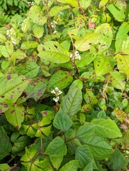 Persicaria chinensis
