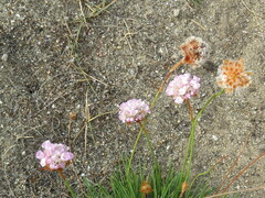 Armeria welwitschii