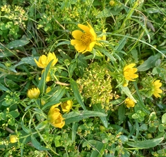 Bidens beckii
