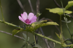Althaea cannabina