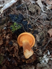 Hygrophoropsis rufa