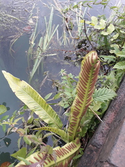 Asplenium scolopendrium