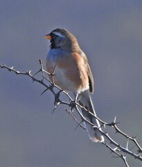 Saltatricula multicolor