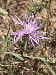 Centaurea nigrescens
