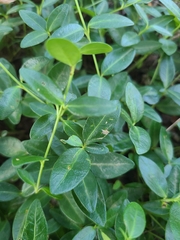 Ilex crenata