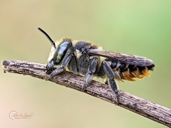 Eutricharaea