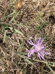 Centaurea nigrescens