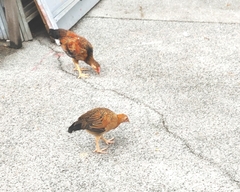 Gallus gallus domesticus