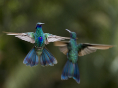 Colibri coruscans