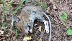 Apodemus sylvaticus