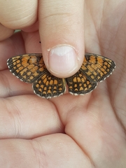Melitaea