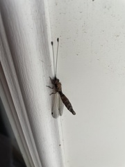 Ululodes quadripunctatus