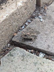 Anaxyrus fowleri