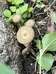 Lentinus arcularius