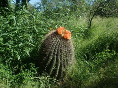 Ferocactus wislizeni