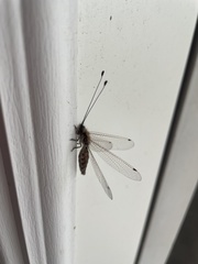 Ululodes quadripunctatus