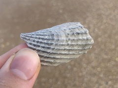 Cyrtopleura costata
