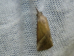 Hypena lividalis