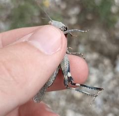 Oedipoda germanica