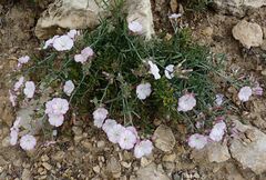 Convolvulus oleifolius