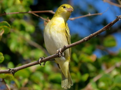 Ploceus intermedius cabanisii