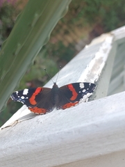 Vanessa atalanta
