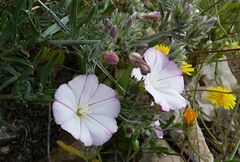 Convolvulus oleifolius