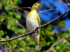 Ploceus intermedius cabanisii