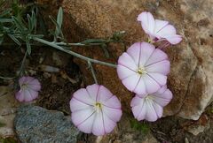 Convolvulus oleifolius