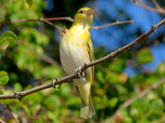 Ploceus intermedius cabanisii